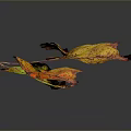 Vibrant Plant Leaves with Yellow Orange Red Green Hues and Spotted Patterns Against Dark Background