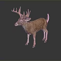 3D Deer Model with Brown Body White Tail Large Antlers on Dark Background with Reflection 3d model