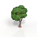 Orange Fruits Growing on Tree with Green Leaves and Brown Trunk