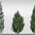 Three Evergreen Coniferous Trees With Lush Green Needles And Different Shapes