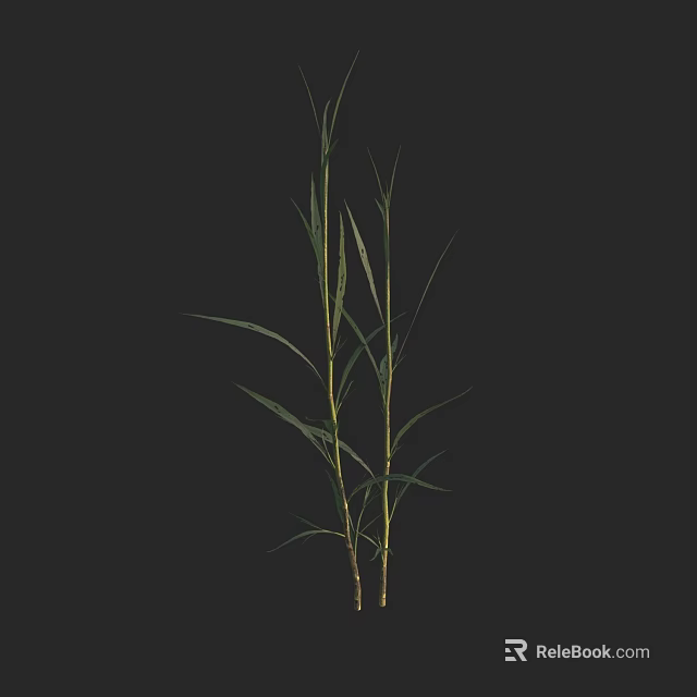 Green Grass With Slender Stems And Long Leaves On Black Background 3d model