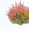 Vibrant Pink Flowers With Red Stems In Lush Green Bushy Cluster