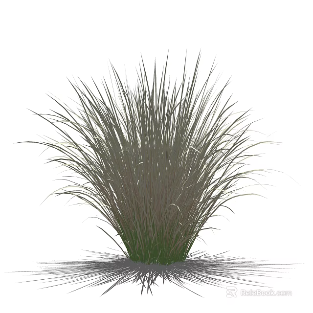 Tall Feathery Ornamental Grass With Green Plume And Lush Clump Growth 3d model 
