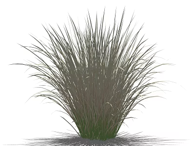 Tall Feathery Ornamental Grass With Green Plume And Lush Clump Growth 3d model