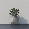 Green Leafy Potted Plant In Textured Gray Pot On Dark Table With Light Wall Background