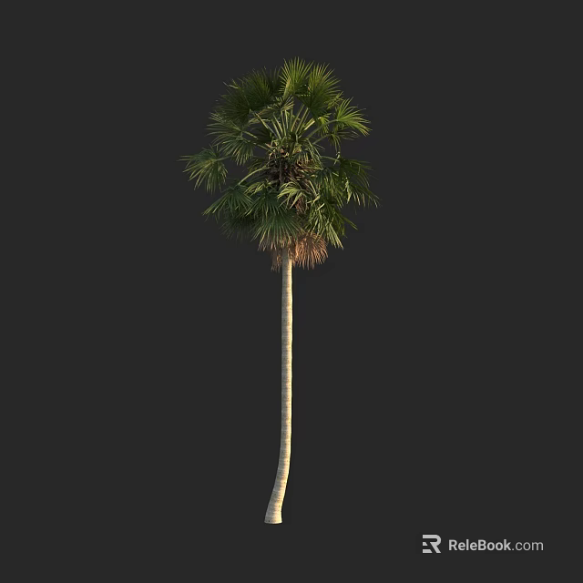 Tall Palm Tree With Slender Trunk And Lush Green Fronds Isolated On Dark Background 3d model 