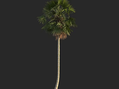 Tall Palm Tree With Slender Trunk And Lush Green Fronds Isolated On Dark Background 3d model