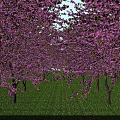 Pink Flowering Cherry Trees Forming Arched Canopy Over Green Grass With Sunlight