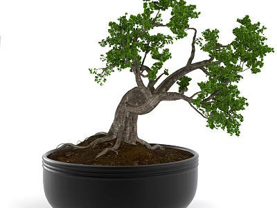 Artistic Bonsai Tree With Curved Trunk Lush Green Foliage And Exposed Roots In Black Pot 3d model