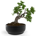 Artistic Bonsai Tree With Curved Trunk Lush Green Foliage And Exposed Roots In Black Pot