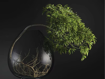 Bonsai Plant In Transparent Glass Container With Visible Roots And Lush Green Leaves 3d model