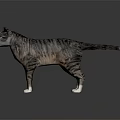 Grey Striped Cat Standing On Dark Background With Realistic Fur Details