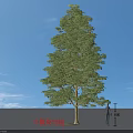 Arbor Small Fruit Grey Bamboo Peach Tree 8 Meters Tall With Person Under Blue Sky
