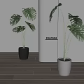 Potted Monstera Plants With Black And White Pots On Wooden Floor And White Wall