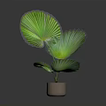 Green Fan Shaped Leaf Potted Plant In Light Colored Ceramic Pot 3d model