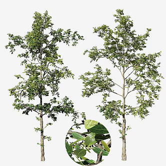 modern landscape tree 3d model