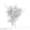 Deciduous Tree With Frosty Branches Against Blue Sky And White Clouds 3d model
