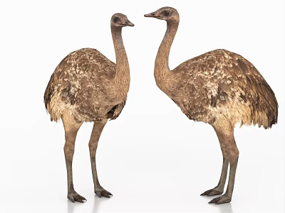 Two Brown Ostriches Standing With Feathers In Full Body View On White Background 3d model