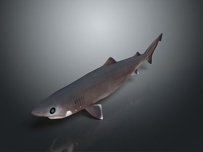 whale cartoon whale mammal marine mammal marine animal fish freshwater fish marine fish 3d model