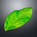 Fresh Green Plant Leaf with Natural Texture and Vibrant Color on Gray Background 3d model