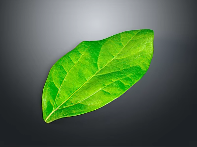 Fresh Green Plant Leaf with Natural Texture and Vibrant Color on Gray Background 3d model