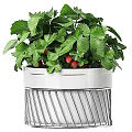 Modern Hanging Strawberry Plants With Green Leaves Red Strawberries And White Metal Pots