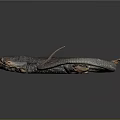 Dark Colored Lizard with Long Tail and Extended Limbs On Smooth Black Surface with Reflection