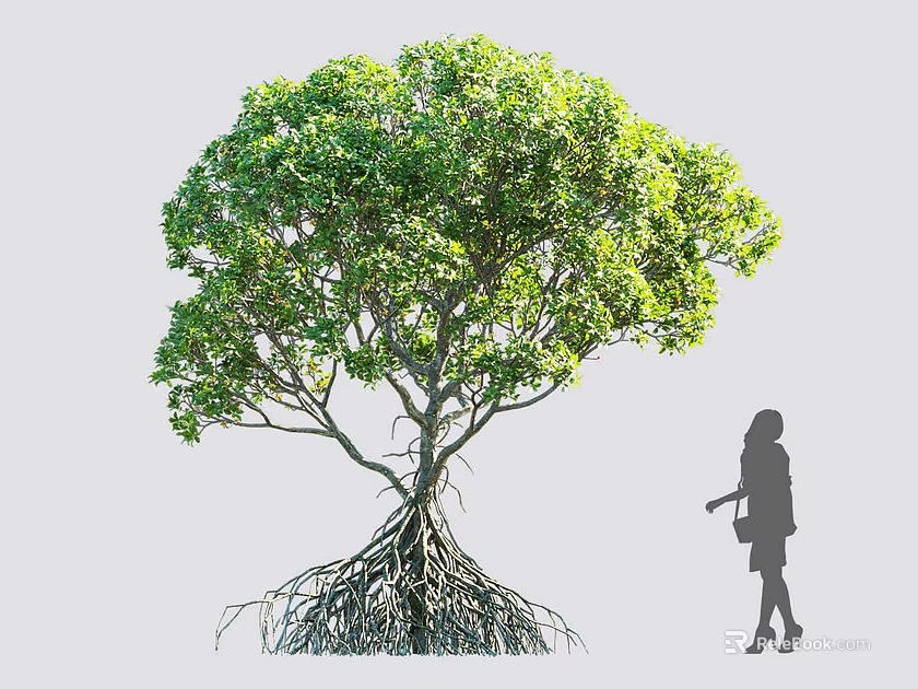 Lush Green Tree with Exposed Roots and Dense Foliage with Woman Silhouette 3d model 