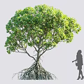 Lush Green Tree with Exposed Roots and Dense Foliage with Woman Silhouette