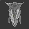 Triceratops Skull Fossil With Prominent Horns And Detailed Skeletal Structure On Neutral Background