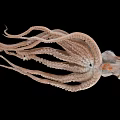 Detailed Brown Marine Squid With Extended Tentacles Isolated On Black Background