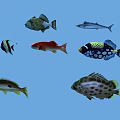 Aquatic Animals Featuring Various Colorful Fish Species Swimming In Blue Water