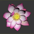 Beautiful Pink Lotus Flower with Vibrant Pink Petals and Green Stem on Gray Background