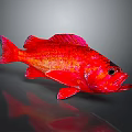 Red Fish with Red Fins and Black Eyes on Grey Background with Reflection