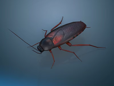 Dark Brown Cockroach With Long Antennae And Detailed Body On Blue Background 3d model