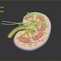 Detailed 3D Rendered Human Kidney Anatomy With Detailed Blood Vessels And Internal Structures