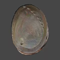 Iridescent Seashell Food Serving Dish With Shiny Surface And Decorative Design