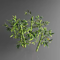 Green Bamboo Stems With Fresh Leaves Growing In Cluster On Glossy Surface