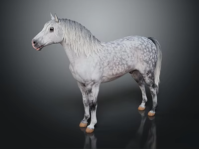 White And Gray Spotted Horse With Silver White Mane Standing Gracefully On Dark Background 3d model