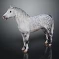 White And Gray Spotted Horse With Silver White Mane Standing Gracefully On Dark Background