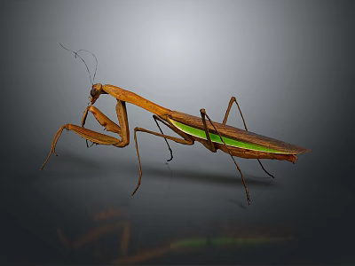 Brown and Green Praying Mantis Standing on Reflective Surface with Gray Background 3d model