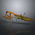 Brown and Green Praying Mantis Standing on Reflective Surface with Gray Background 3d model