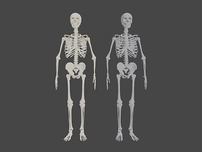 Two Standing Human Skeletons With Anatomical Details On Gray Background 3d model