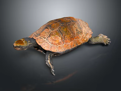Reddish Brown Turtle With Detailed Shell Patterns On Dark Reflective Background 3d model