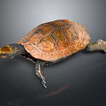 Reddish Brown Turtle With Detailed Shell Patterns On Dark Reflective Background 3d model