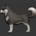 Gray And White Husky With Blue Eyes Standing On Black Background With Curled Tail