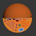 Detailed Anatomical Organ And Hair Internal Structure In Orange Sphere Cross Section