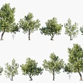 Arbor Trees in Different Sizes with Lush Foliage and Human Figure for Scale 3d model