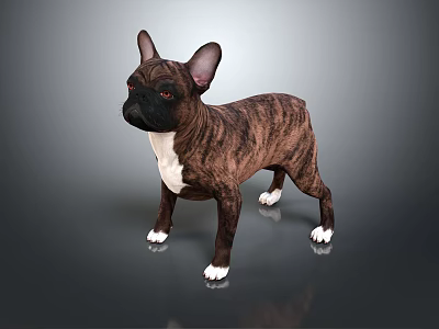 3D Rendering Of Brown Black French Bulldog With White Paws Standing On Gray Background 3d model