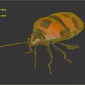 Red and Black Beetle Showcasing Vibrant Green and Pink Iridescent Colors on Dark Background